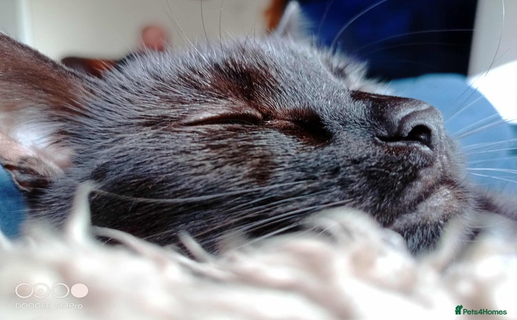 Mixed Breed cats - Advert 4