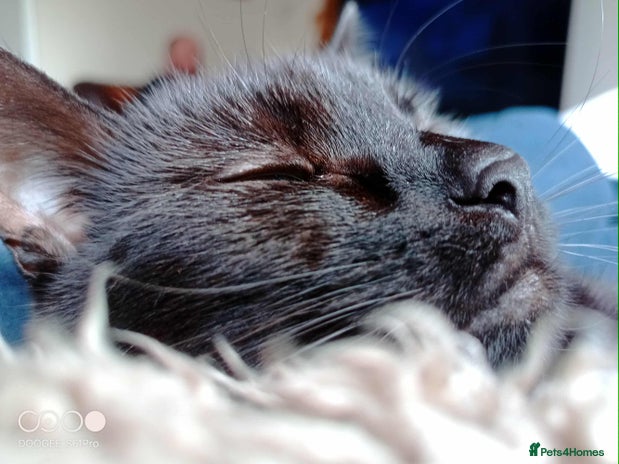 Mixed Breed cats - Advert 4