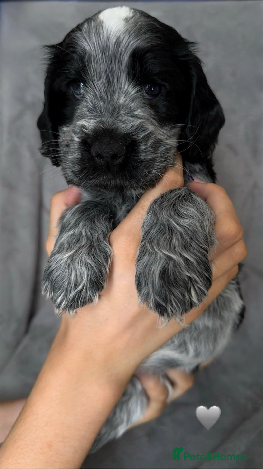 Cocker Spaniel dogs for sale: Show type Cocker spaniel puppies blue roan - Image 13