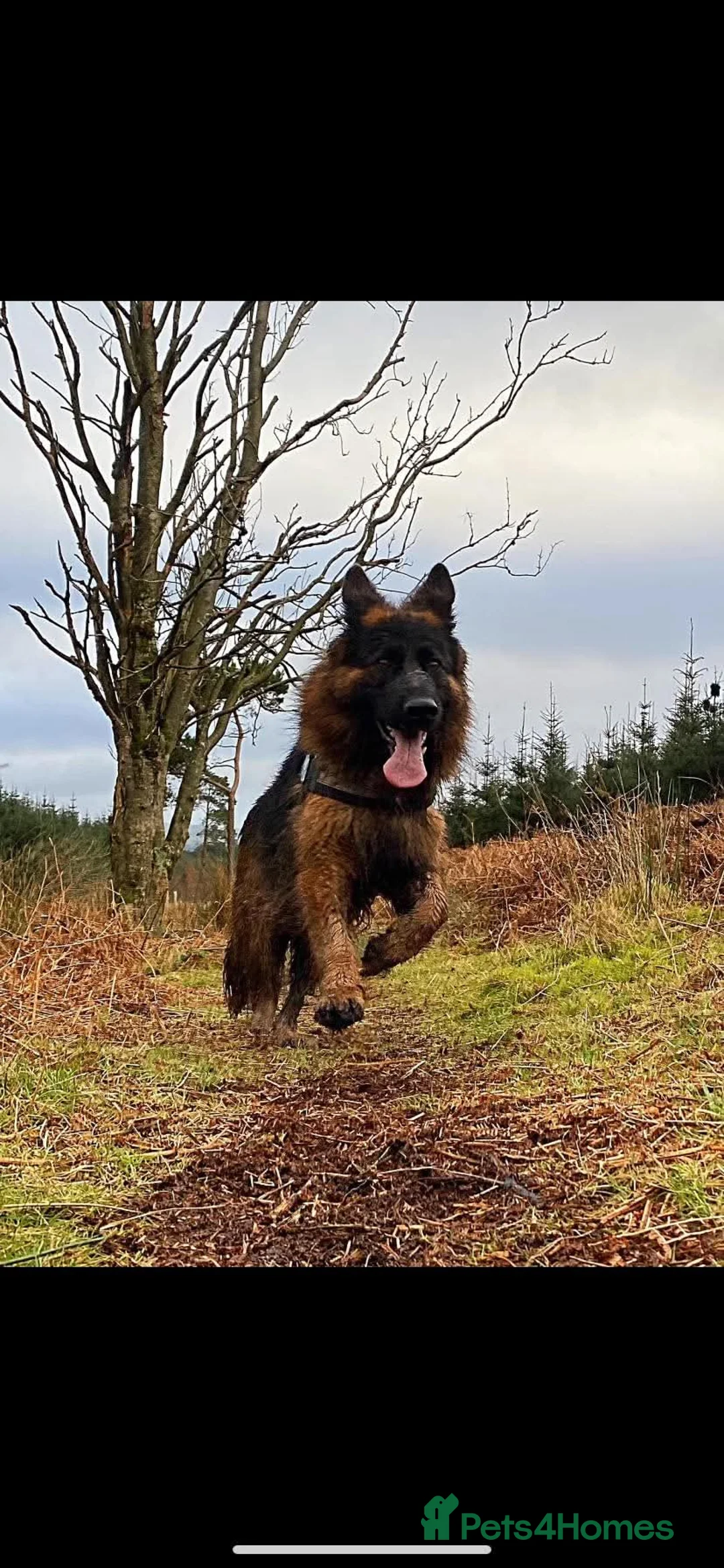 German Shepherd dogs for sale: 5 year old German shepherd, very friendly - Advert 2