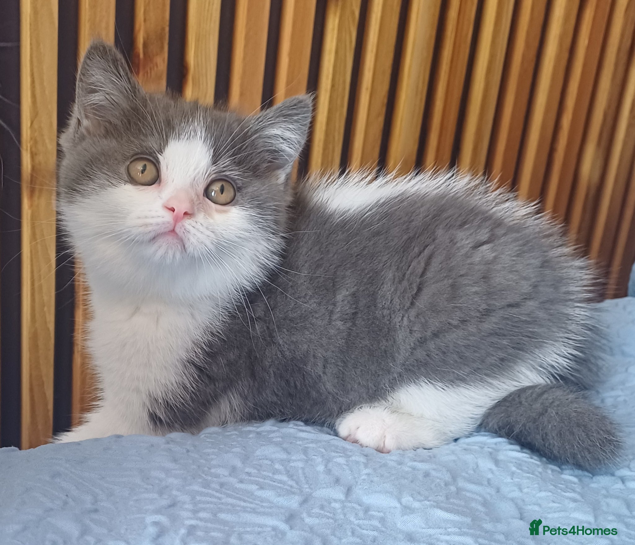 British Shorthair cats Adorable British Shorthair girls! - Advert 17