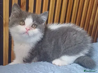 British Shorthair cats Adorable British Shorthair girls! - Advert 14