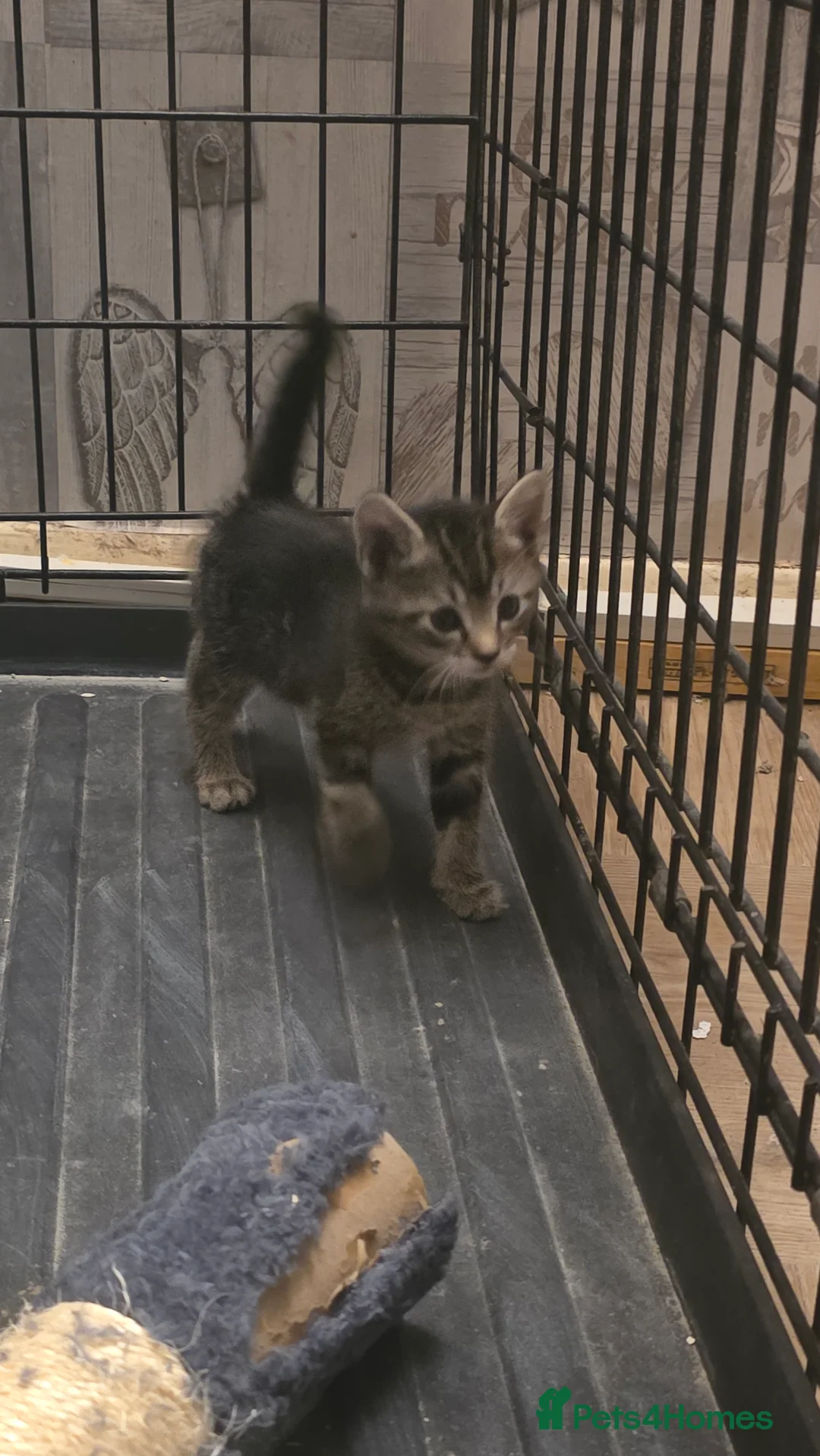 Mixed Breed cats for sale: Savannah X Domestic kittens - Advert 11