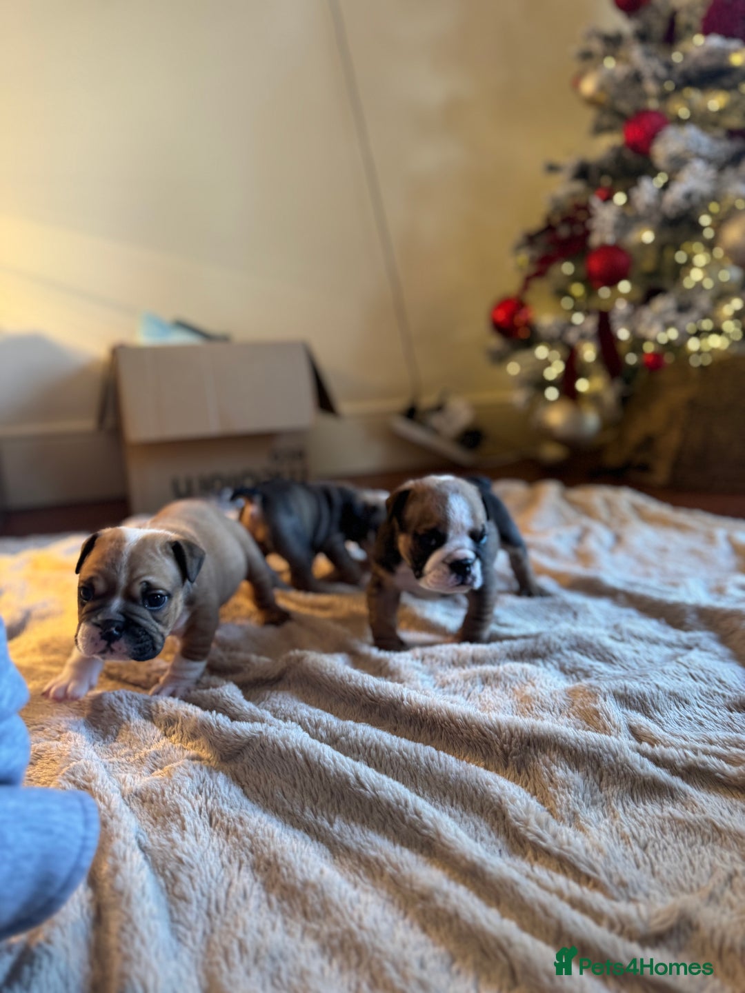 English Bulldog dogs for sale: Red and White English Bulldogs  - Advert 4