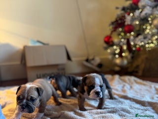 English Bulldog dogs English Bulldog Puppies🩵🩷 - Advert 2