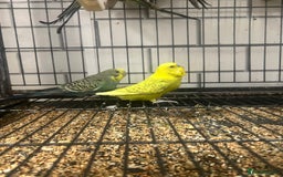 Budgerigars birds for sale: Colourful budgies - Image 8