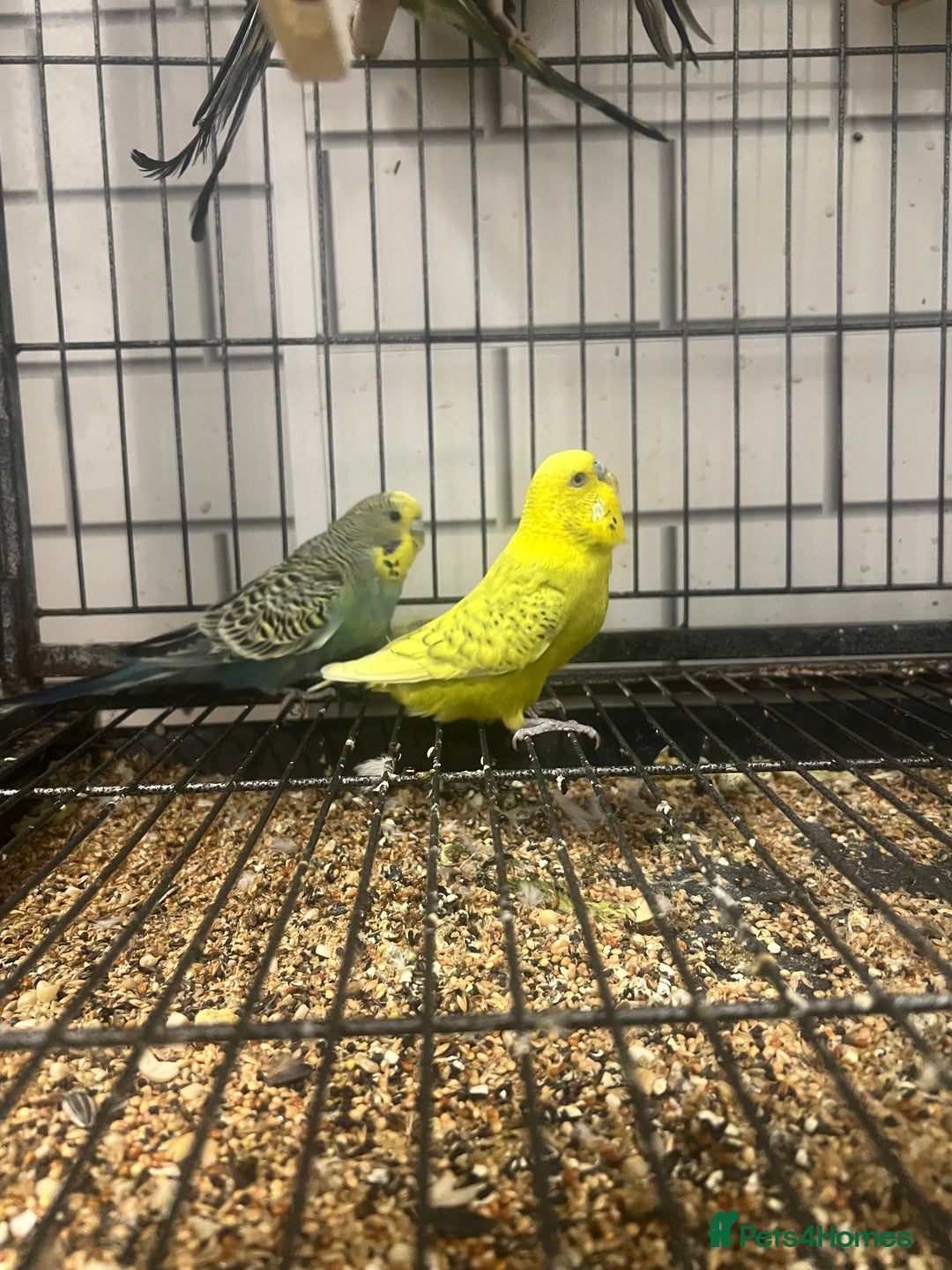 Budgerigars birds for sale: Colourful budgies - Image 8