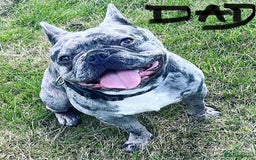 French Bulldog dogs for sale: Dottie French bulldog girl  - Image 17