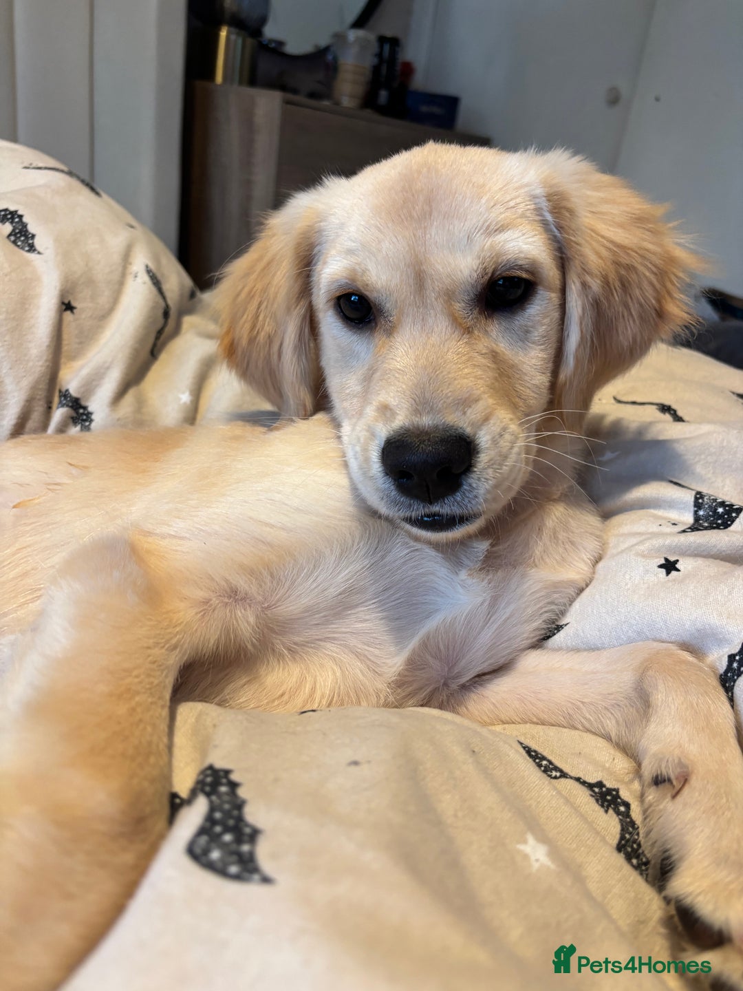 Golden Retriever dogs for sale: 7 month old golden retriever puppy  - Advert 5