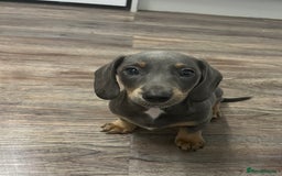 Dachshund dogs for sale: 🩶Silver miniature dachshunds litter READY TO GO🩶 - Image 5