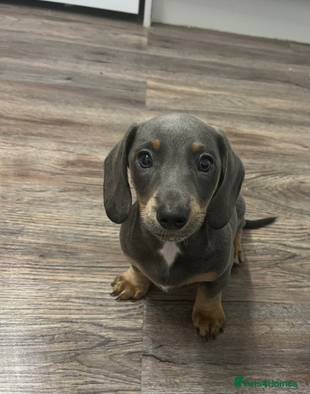 Dachshund dogs for sale: 🩶Silver miniature dachshunds litter READY TO GO🩶 - Image 5