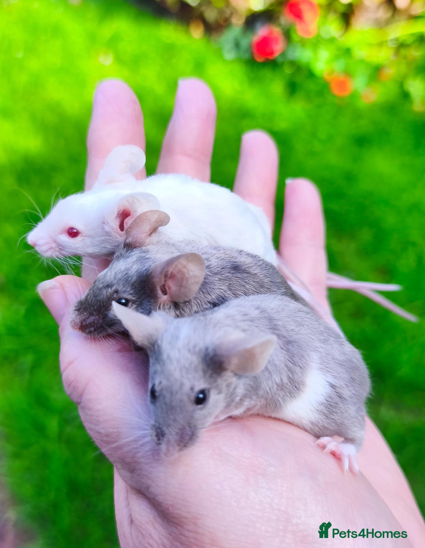 Mouse rodents Beautiful female mice in many colours  - Advert 5
