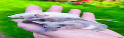Mouse rodents for sale: Beautiful female mice in many colours  - Advert 1
