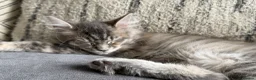 Maine Coon cats for sale: TICA Registered Maine Coon Kittens - Advert 10