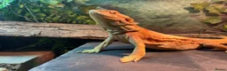 Bearded Dragon reptiles for sale: Female rescue named Athena  in Fleetwood - Advert 3
