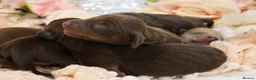 Miniature Dachshund dogs for sale: KC Miniature Dachshund Puppies - Advert 10