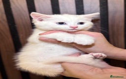 British Shorthair cats for sale: 🎃The Jack Frost Litter–Frost & Pumpkin Whiskers❄️ - Image 6