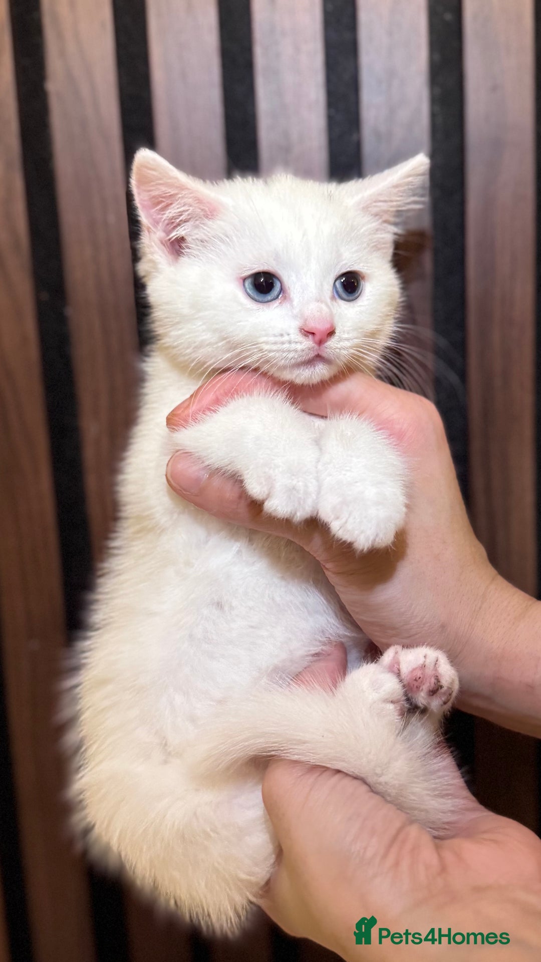 British Shorthair cats for sale: 🎃The Jack Frost Litter–Frost & Pumpkin Whiskers❄️ - Image 6