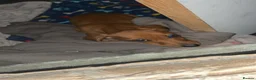 Miniature Dachshund dogs for sale: Daschund - Advert 1