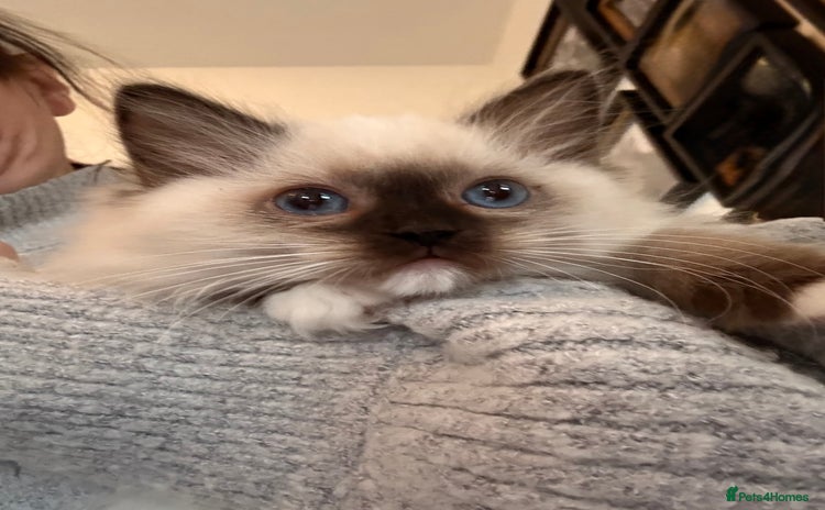 Ragdoll cats - Advert 16