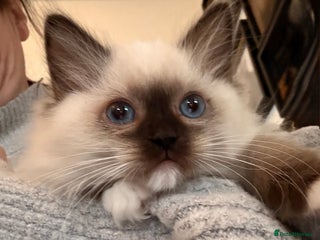 Ragdoll cats - Advert 33