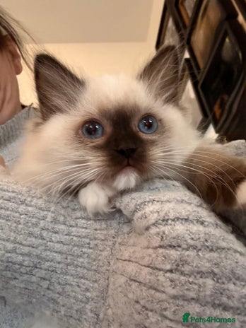 Ragdoll cats - Advert 1