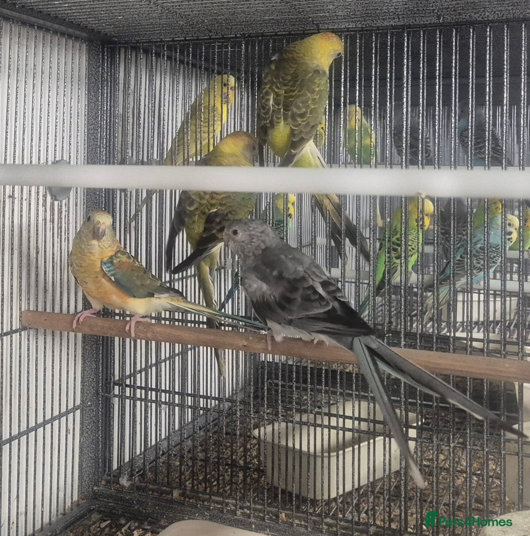 Parakeets birds for sale: Finches canarys doves parakeet  - Advert 2