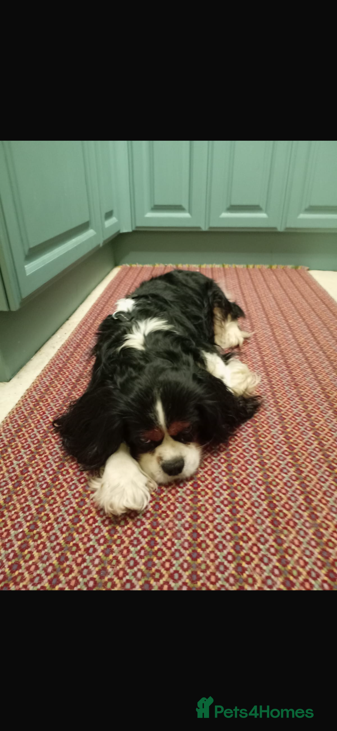 Mixed Breed dogs for sale: Cocker-Jack xCavalier King Charles Spaniel Puppies - Advert 5
