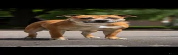 Staffordshire Bull Terrier dogs for sale: Exceptional litter of Staffie puppies - Advert 4