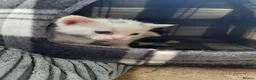 Mixed Breed cats for sale: 3 kittens For sale 2 boys one girl - Advert 7