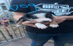 Border Collie dogs for sale: Working Border Collies - Image 9