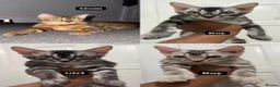Bengal cats for sale: Adorable Kittens Ready Now! Meet Your New Bestie😻 - Advert 4
