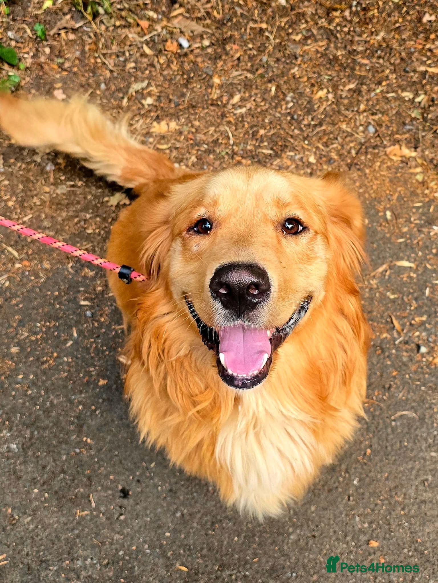Golden Retriever dogs My name is Barney and I love cats (and dogs) - Advert 14