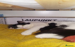 Mixed Breed cats for sale: Beautiful Maine Coon x kittens - Image 1