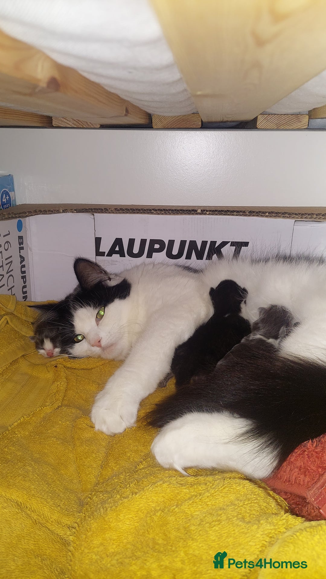 Mixed Breed cats for sale: Beautiful Maine Coon x kittens - Image 1