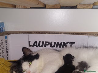 Mixed Breed cats for sale - Advert 1