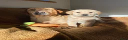 Labrador Retriever dogs for sale: Chunky Labrador Puppies - Advert 3