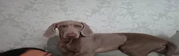 Weimaraner dogs for sale: Gorgeous kc Weimaraner boy - Advert 5