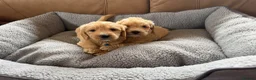 Labradoodle dogs for sale: F1 Minature labradoodles - Advert 7