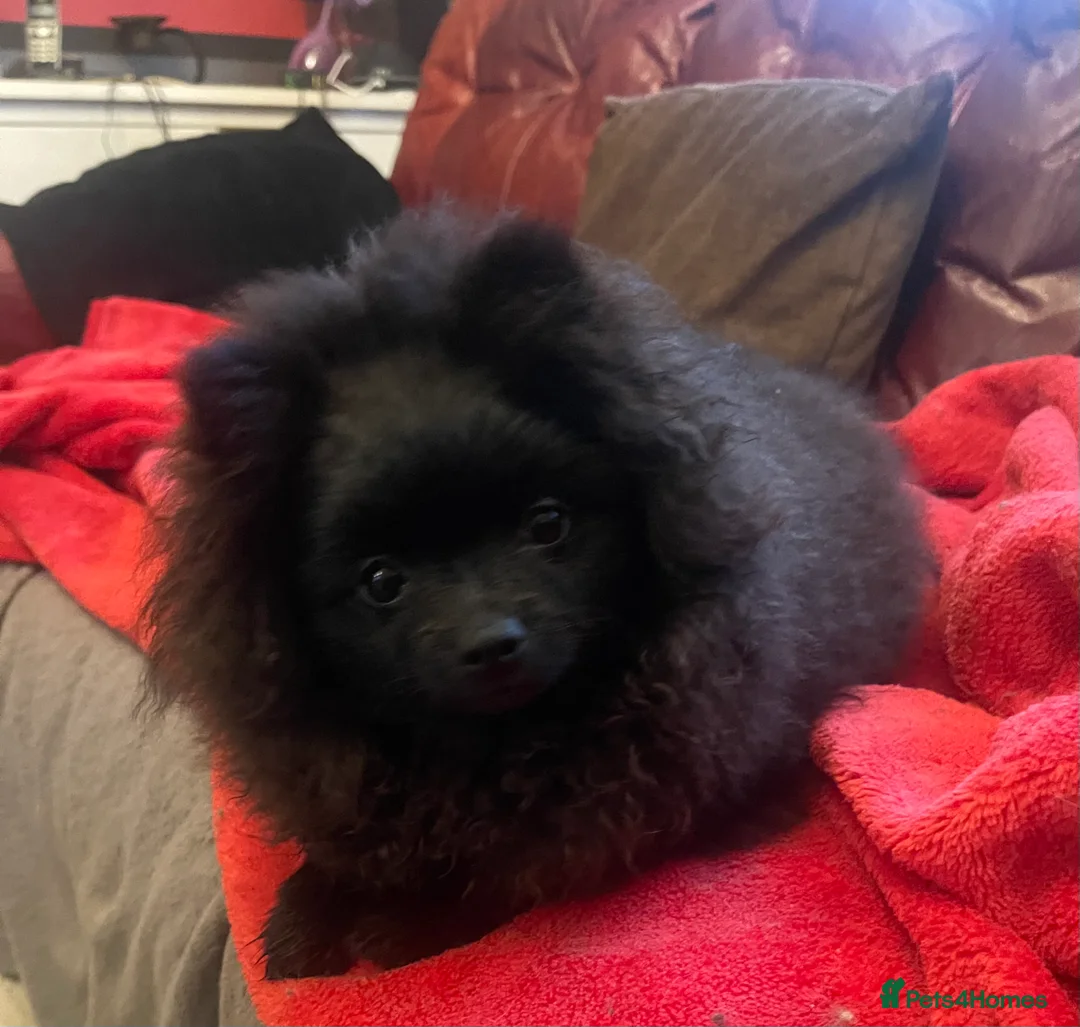 Pomeranian dogs for sale: Stunning KC reg Pomeranians 🌟REDUCED🌟 - Advert 1