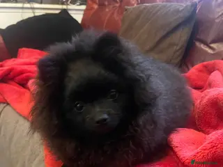 Pomeranian dogs Stunning KC reg Pomeranians 🌟REDUCED🌟 - Advert 1