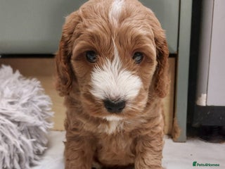 Cockapoo dogs 2 Left Beautiful Cockapoo Puppies, health tested - Advert 8