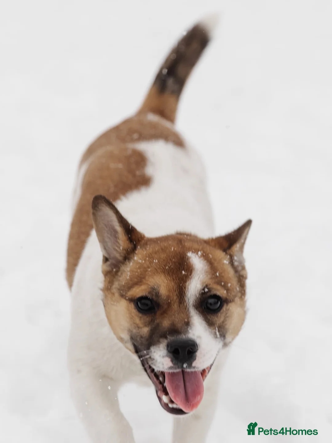 Mixed Breed dogs for adoption: 💖🐶 DEMI-MOON 🐶💖 - Advert 13