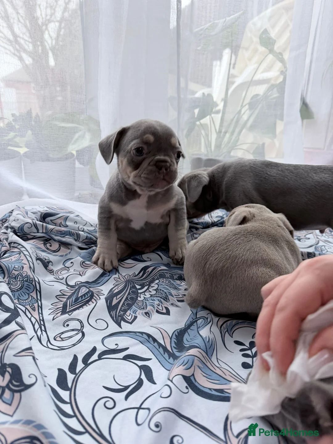 French Bulldog dogs for sale: FrenchBulldog Puppies Ready forTheirForeverHomes🐾 - Advert 12