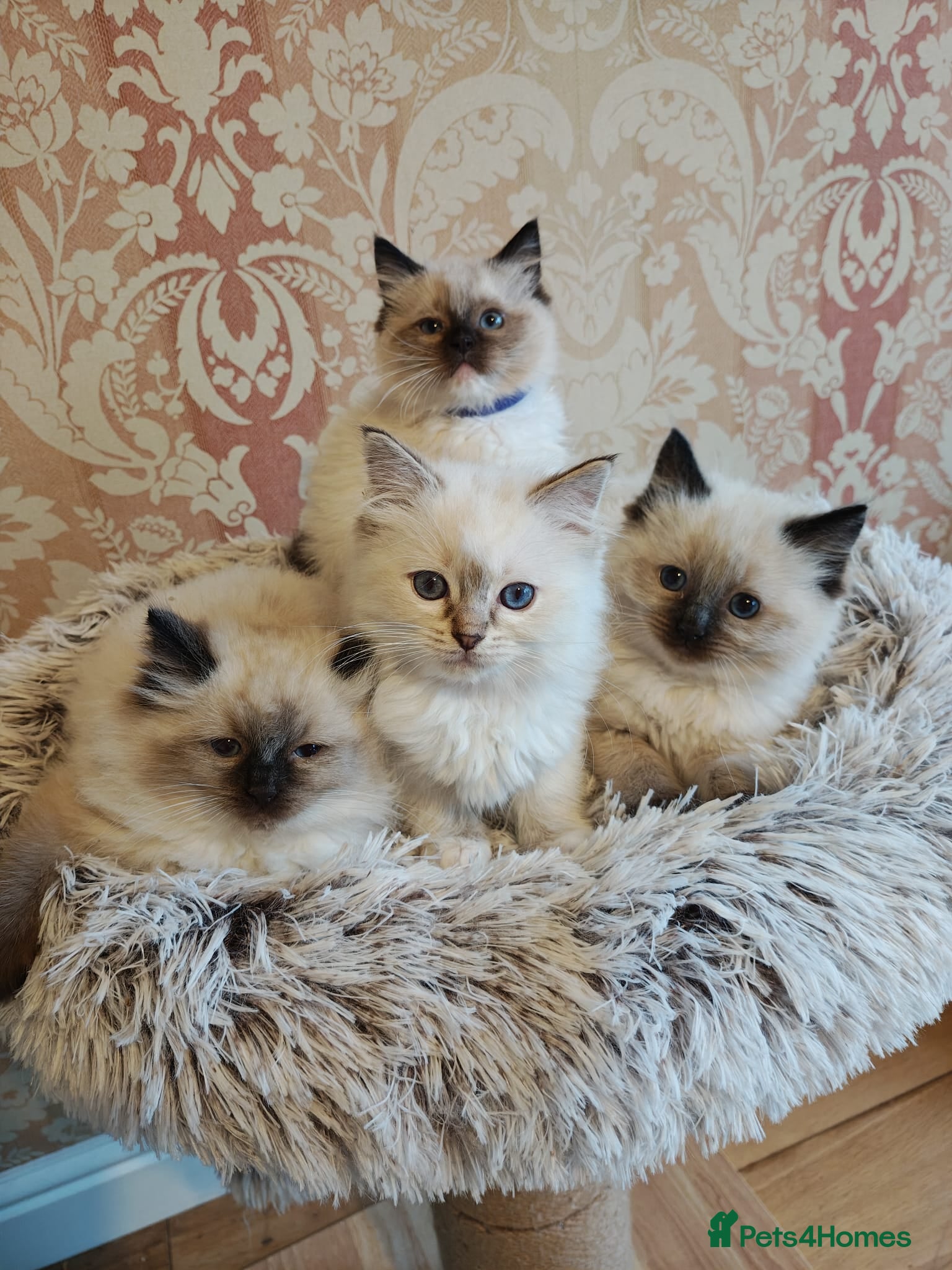 Ragdoll cats Stunning GCCF Registered Ragdoll Kittens. - Advert 1