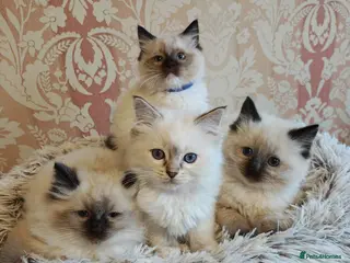 Ragdoll cats for sale: Stunning GCCF Registered Ragdoll Kittens. - Advert 2