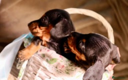 Dachshund dogs for sale: Dachshund Cute Puppies Looking for Forever Home   - Image 11