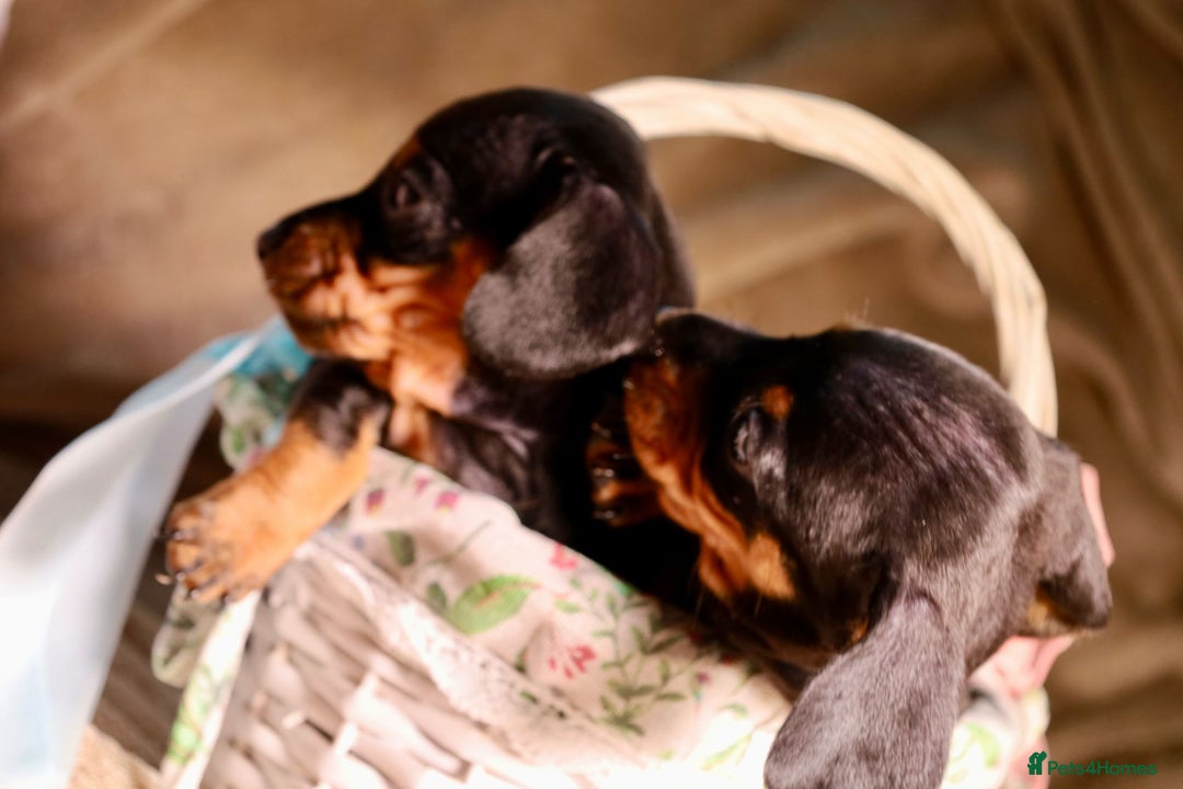 Dachshund dogs for sale: Dachshund Cute Puppies Looking for Forever Home   - Image 11