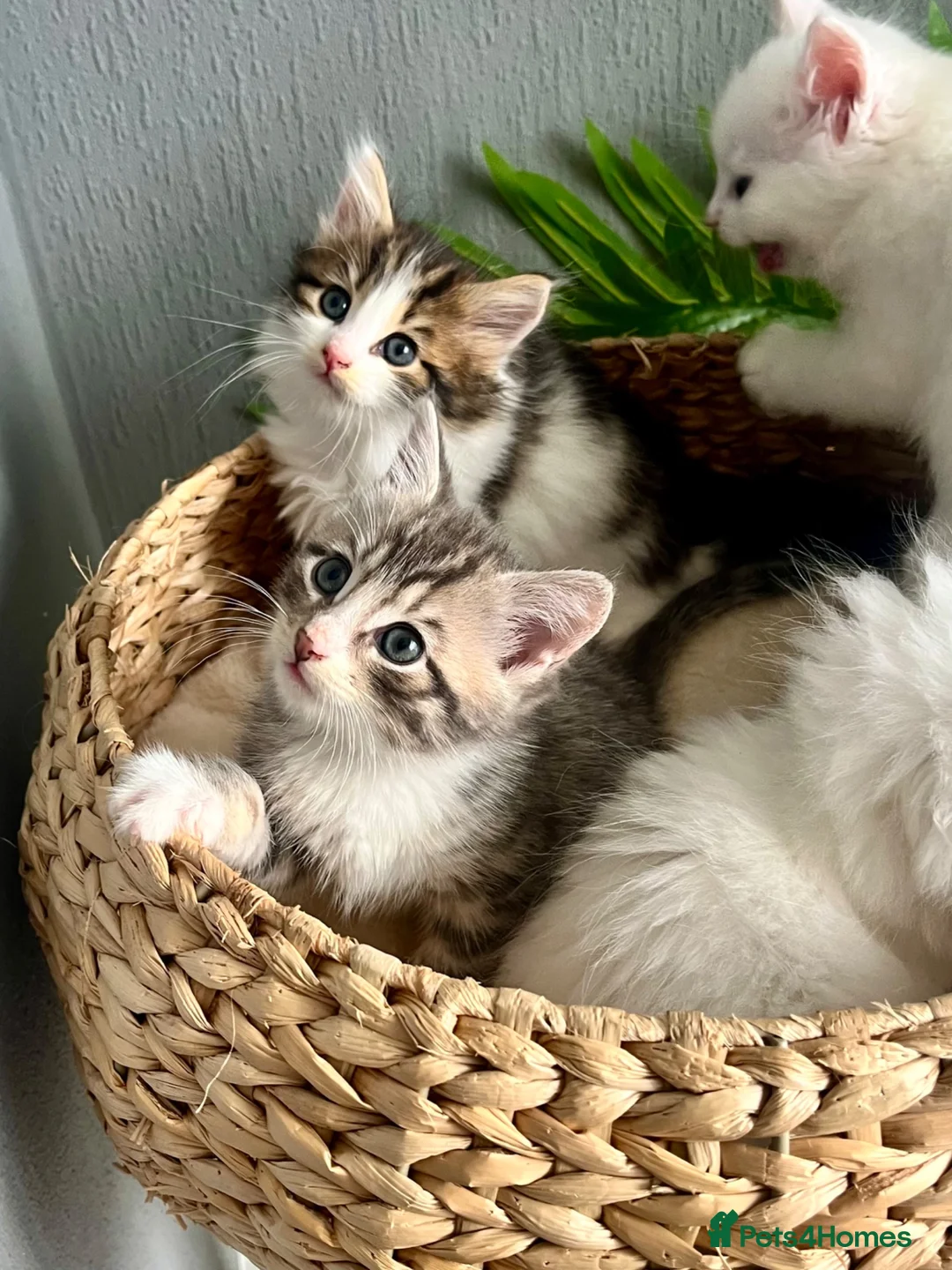 Siberian cats for sale: Fluffy kittens  - Advert 2