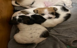 Jackapoo dogs for sale: @@GORGEOUS JACKAPOO PUPPIES@@ - Image 4